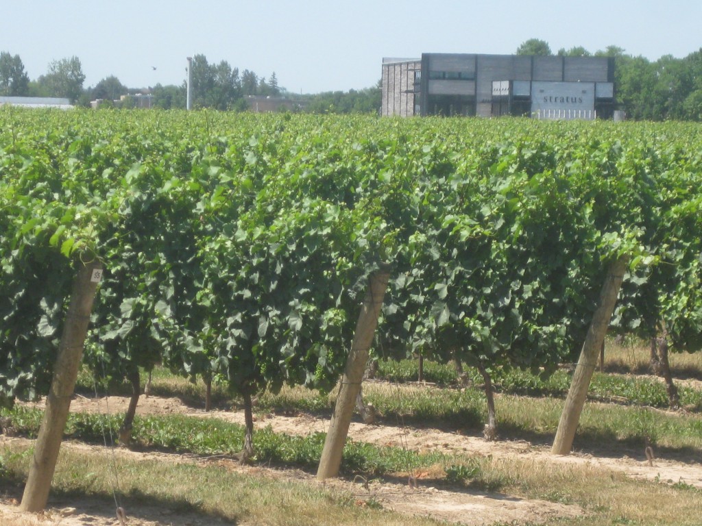 Niagara Peninsula Wine Tour: Choose Your Own Adventure!